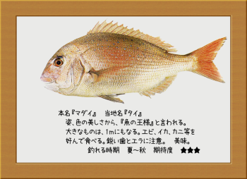 隠岐の島の魚【マダイ】