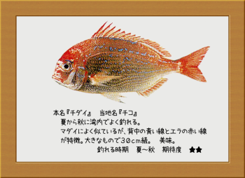 隠岐の島の魚【チダイ】