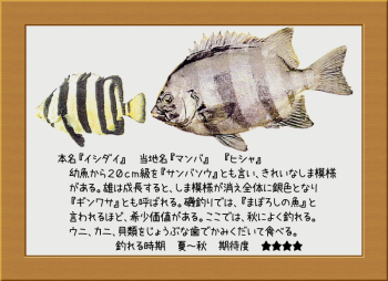 隠岐の島の魚【イシダイ】