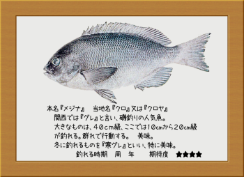 隠岐の島の魚【メジナ】