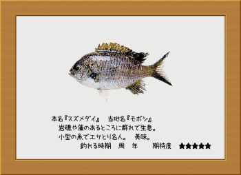 隠岐の島の魚【スズメダイ】