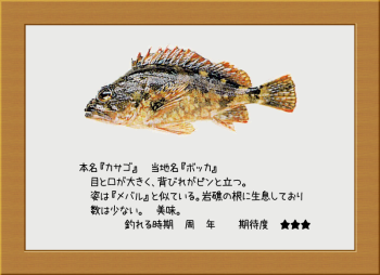 隠岐の島の魚【カサゴ】
