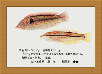 隠岐の島の魚【キュウセン】