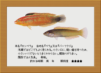 隠岐の島の魚【ホンベラ】