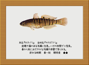 隠岐の島の魚【キヌバリ】