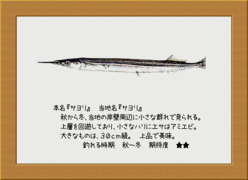 隠岐の島の魚【サヨリ】