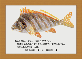 隠岐の島の魚【タカノハダイ】