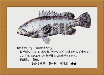 隠岐の島の魚【マハタ】