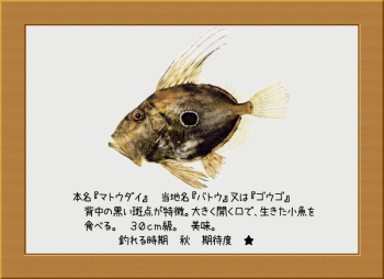 隠岐の島の魚【マトウダイ】