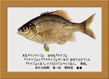 隠岐の島の魚【ウミタナゴ】