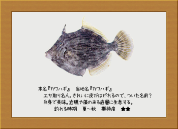 隠岐の島の魚【カワハギ】