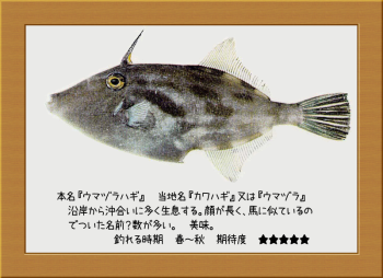 隠岐の島の魚【ウマヅラハギ】