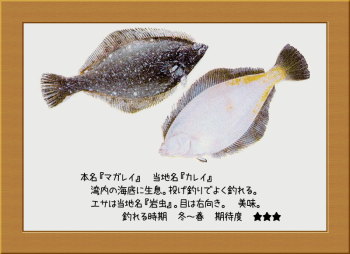 隠岐の島の魚【マガレイ】
