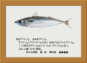 隠岐の島の魚【マサバ】