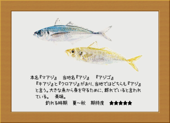 隠岐の島の魚【マアジ】