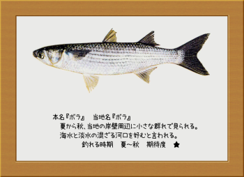 隠岐の島の魚【ボラ】