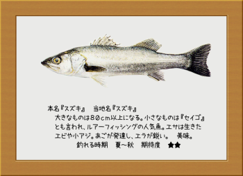 隠岐の島の魚【スズキ】